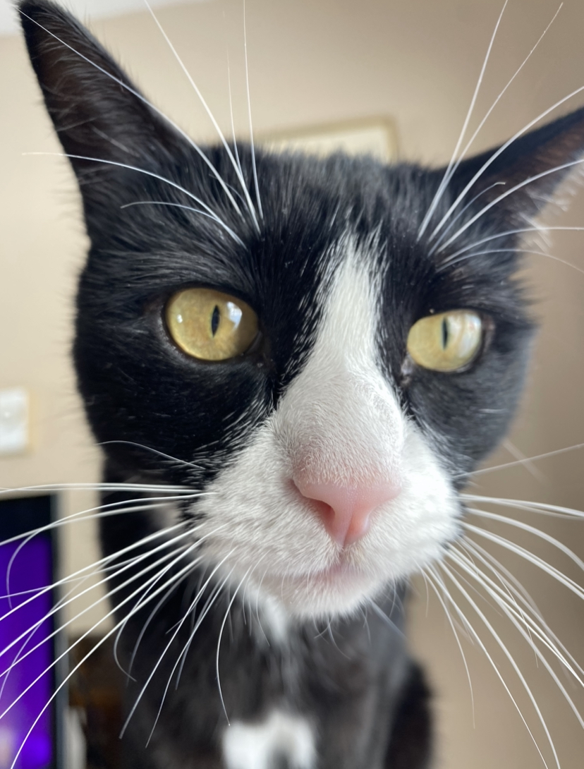 Photo of Navajo Taco